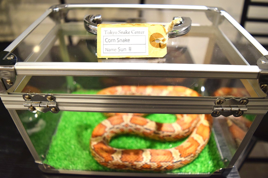 điểm du lịch quán cafe rắn