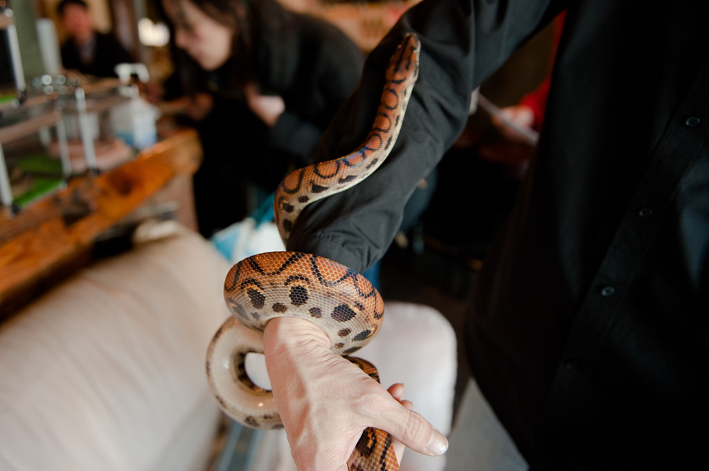 điểm du lịch quán cafe rắn