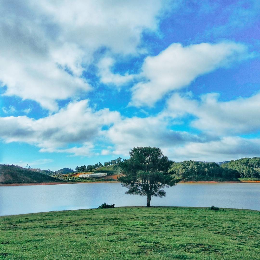 gốc cây cô đơn