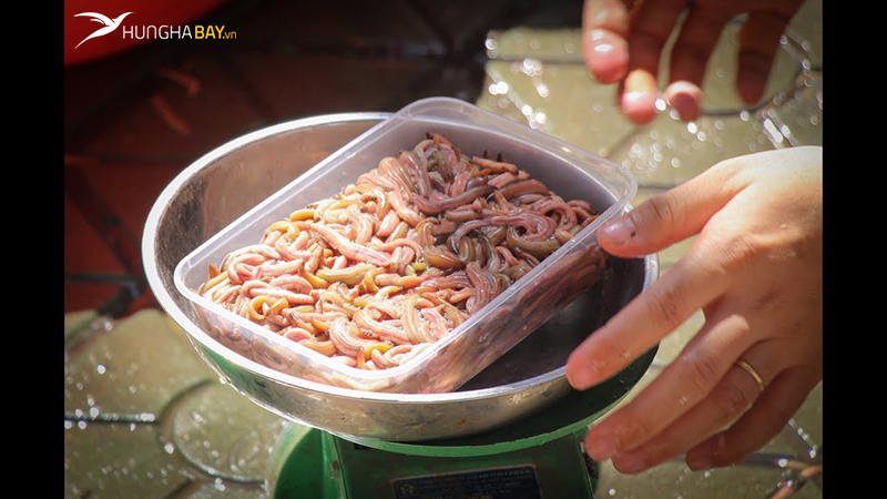 Rươi Tứ Kỳ Hải Dương