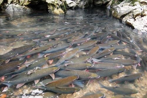 vé máy bay giá rẻ đi thanh hóa