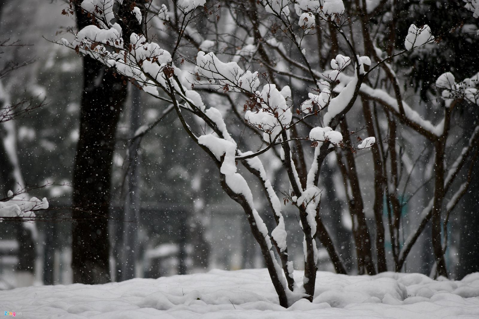 Thường Châu tuyết rơi trắng xóa