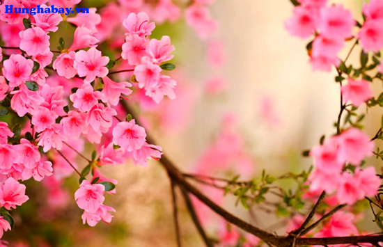 ảnh vé máy bay tết 2017