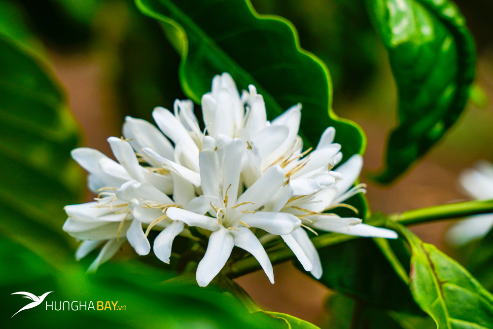 Vé máy bay đi Buôn Mê Thuột - Thời điểm đẹp nhất trong năm cho chuyến đi đến Buôn Mê Thuột