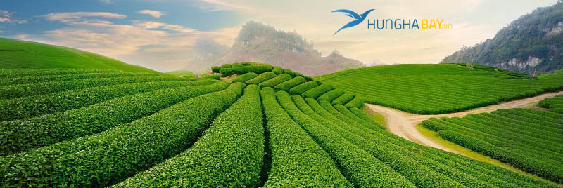 Đồi chè Tân Cương