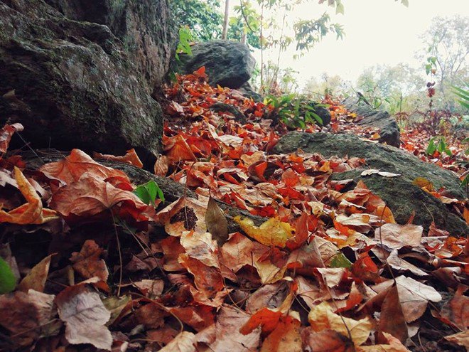 điểm du lịch rừng phong